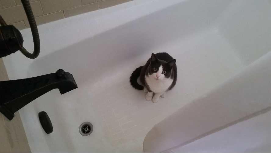 Cat in the Shower